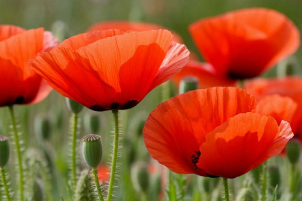 Пирожки не задались: жителю Красноярского края пришлось уничтожить мак, лейку и садовый совок