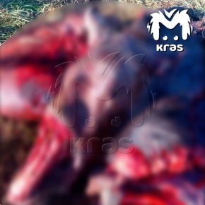 Сына экс-главы Дзержинского района подозревают в браконьерстве