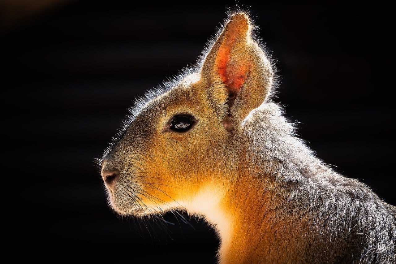 Глядя на такого странного зверька, не сразу поймёшь, кто это такой… То ли капибара, то ли заяц, то ли морская свинка? А на самом деле это патагонская мара, которая как раз и похожа на всех вышеперечисленных животных! Между...