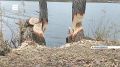 Бобры активизировались в разных районах края