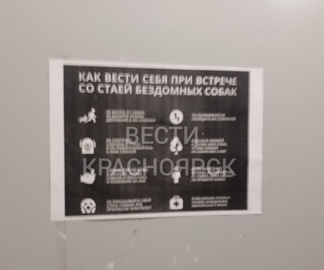 В подъездах в Красноярске стали появляться листовки с правилами поведения при встрече со стаей бездомных собак