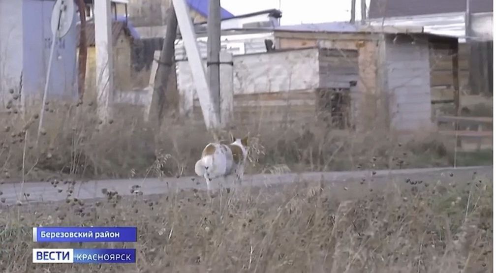 В Берёзовском районе ввели режим повышенной готовности