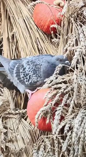 Погода на 31 октября. +8! и дождик ТВК