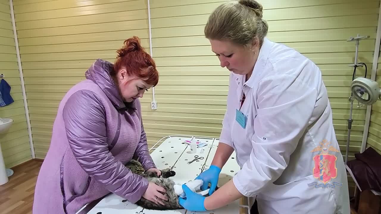 Шарыповские полицейские спасли раненого кота от гибели