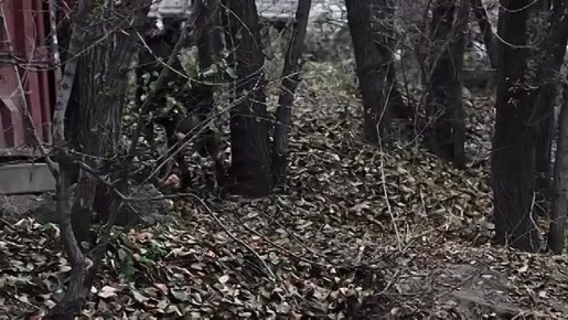 КРАСНОЯРКУ НА БОРИСЕВИЧА ПОКУСАЛА СОБАКА