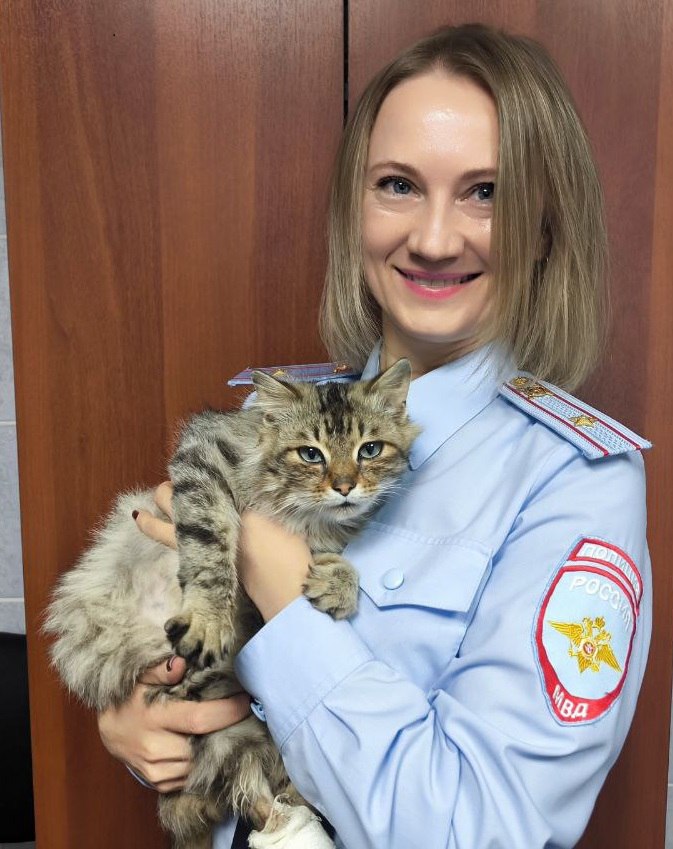 В Красноярском крае полицейские выходили раненого уличного кота и теперь ищут ему новых хозяев В Красноярском крае полицейские выходили раненого уличного кота и теперь ищут ему новых хозяев