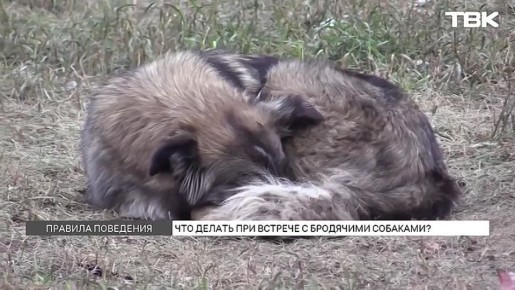 «Не надо тыкать собаку шокером»