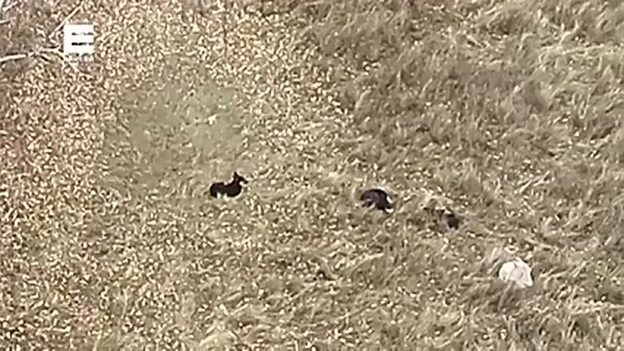 Красноярские отловщики получают шквал обращений из-за бродячих собак