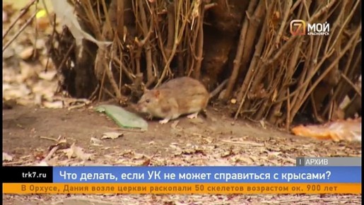 Что делать, если УК не может справиться с крысами?