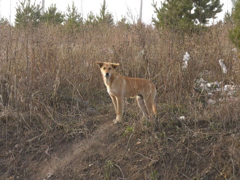 Зоозащитников обвинили в оскорблениях родителей погибшего ребёнка