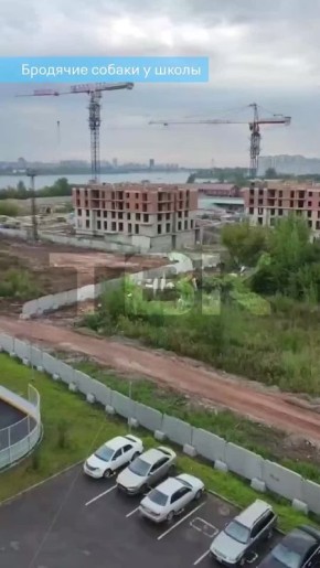 Собаки собираются в стаи у школы на правобережье