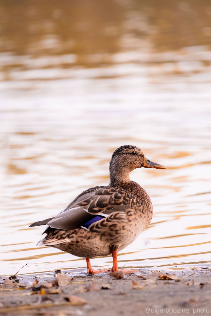От +7°С до -5°С: погода на праздничные ноябрьские выходные в Красноярске