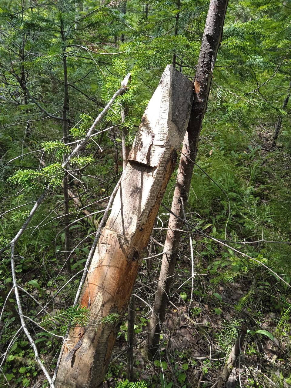 Директор и его команда: перед судом предстанут 5 «черных лесорубов» за рубку на 116,8 млн руб Директор и его команда: перед судом предстанут 5 «черных лесорубов» за рубку на 116,8 млн руб
