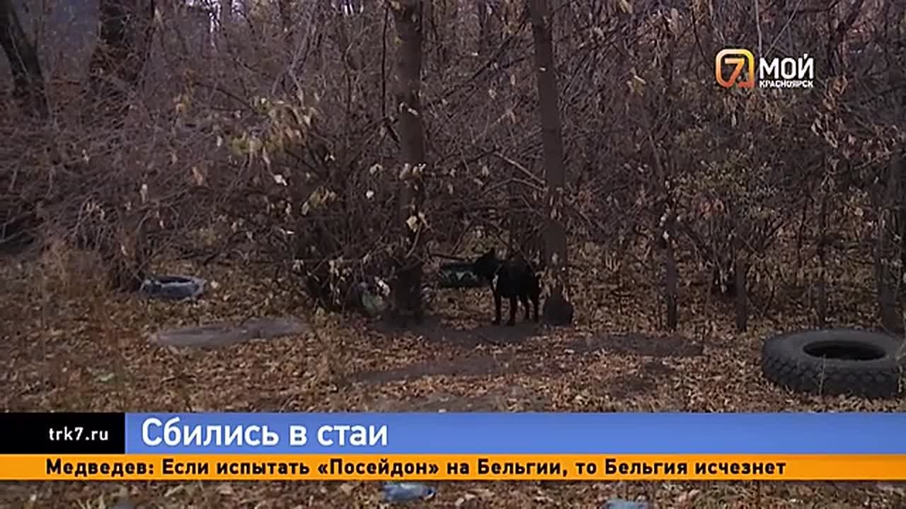 Собачий вопрос вновь разделил горожан на два лагеря: боящихся и подкармливающих