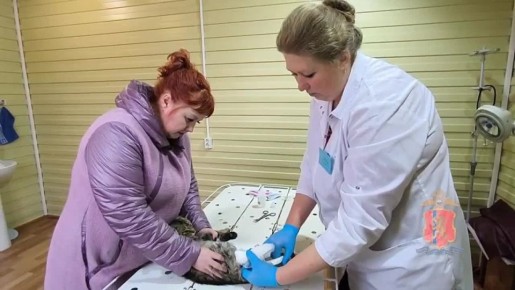 Шарыповские полицейские спасли раненого кота