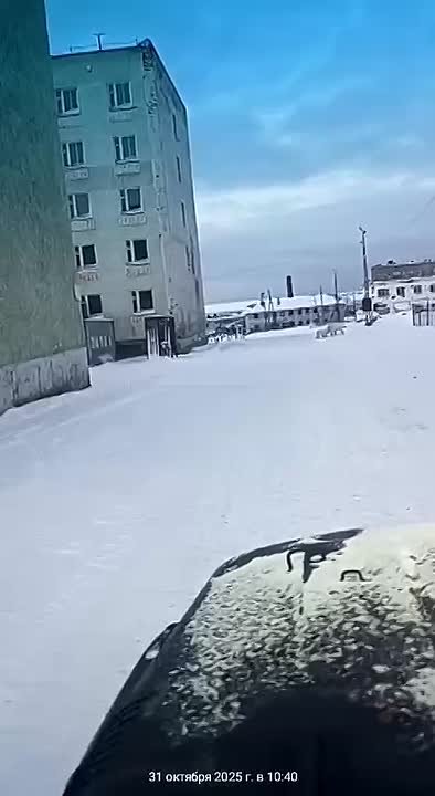 В поселке Диксон замечены белые медведи