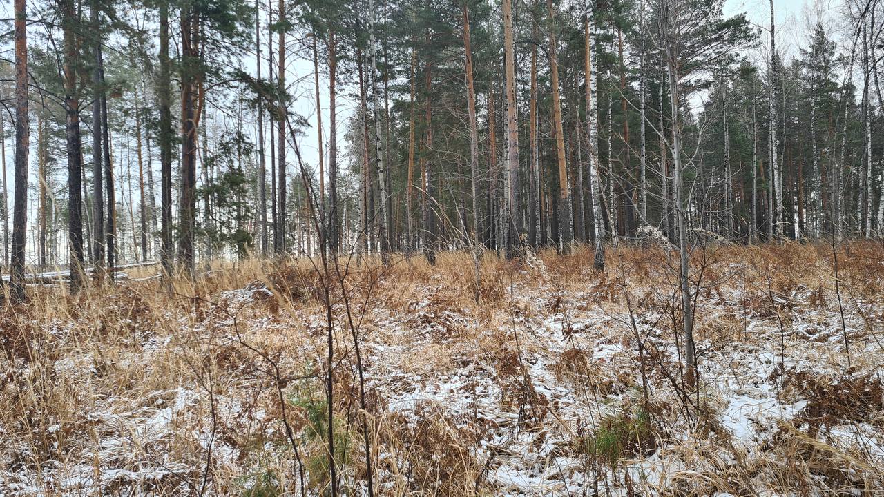 Директор и его команда: перед судом предстанут 5 «черных лесорубов» за рубку на 116,8 млн руб