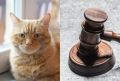 Красноярка пытается отсудить кота у бывшего партнера