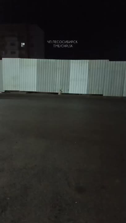 Лиса вышла к людям в Лесосибирске