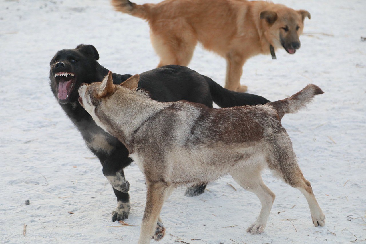 Как вам: «Хорошо если бы какой нить маньяк нарисовался. Как в прошлое время. Чтобы сидели по своим квартирам, детей бы за ручку водили везде и было всем счастье»? Или «Создать горючую смесь, которую не потушишь и поджечь все... Как вам: «Хорошо если бы какой нить маньяк нарисовался. Как в прошлое время. Чтобы сидели по своим квартирам, детей бы за ручку водили везде и было всем счастье»? Или «Создать горючую смесь, которую не потушишь и поджечь все...