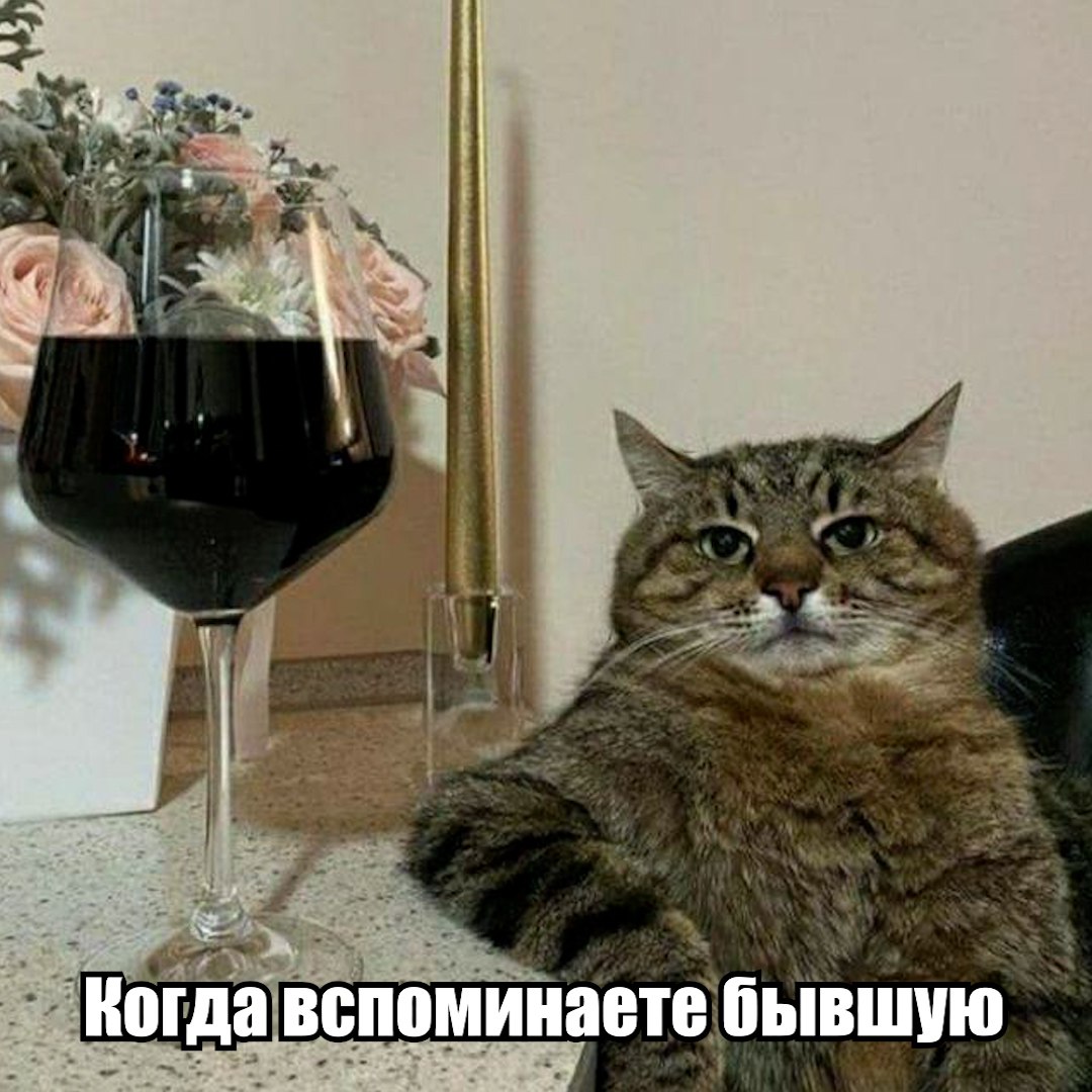 Девушка через суд пытается отнять кота у бывшего в Красноярске