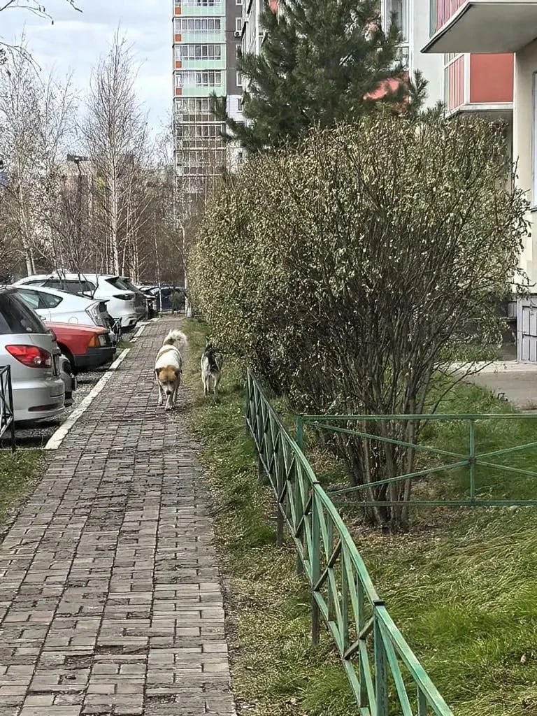 5 дней – почти 400 выездов по заявкам на бездомных собак