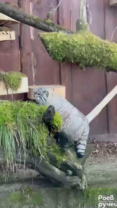 Можно бесконечно смотреть на огонь, воду и как Борис занимается своими манульими делами