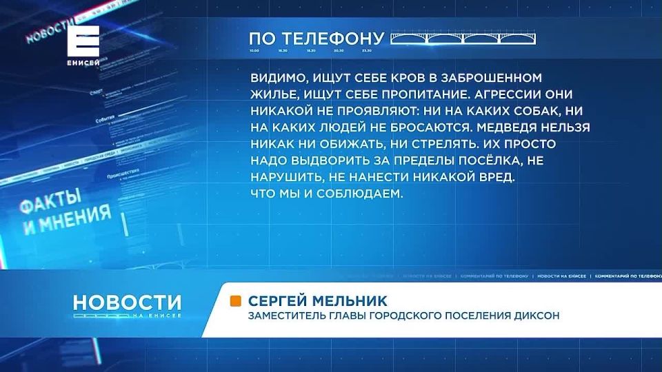Белые медведи вышли к людям в посёлке Диксон