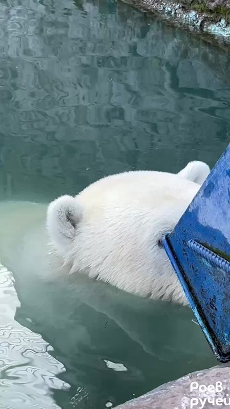 Вас понюхали. Кто уж точно не устал на 6-дневной рабочей неделе, так это белый мишка Ермак