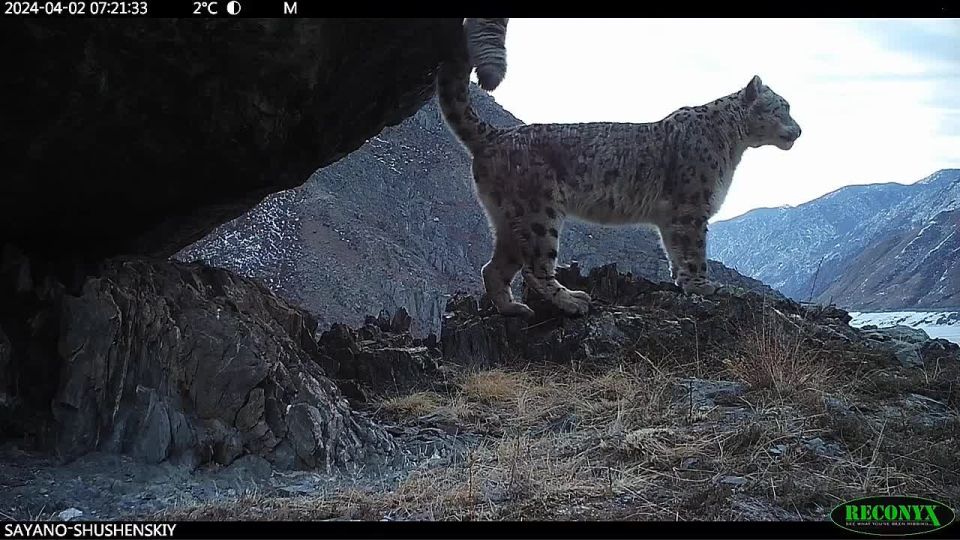 Познавательное утро. Снежный барс, в отличие от многих крупных кошачьих, не умеет рычать из-за особенностей строения гортани