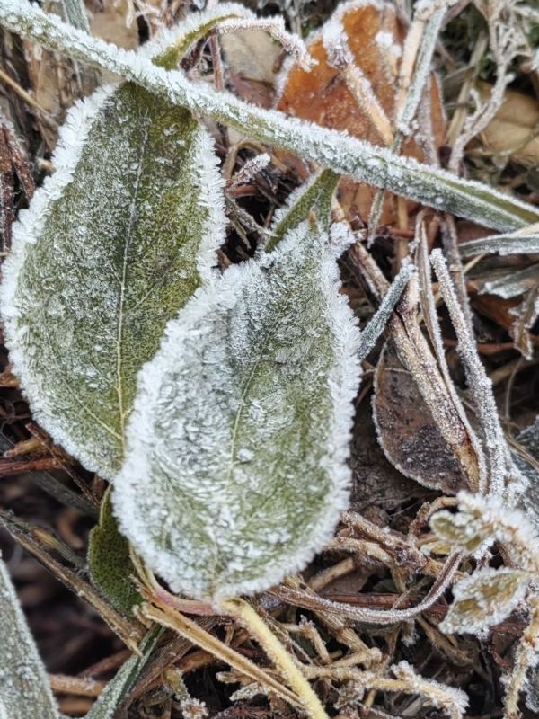 Утренние узоры на листьях. За фото спасибо Кристине Архиповой ТВК
