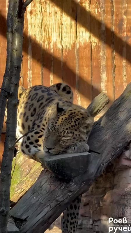 Так начинается доброе утро дальневосточного леопарда Кирина