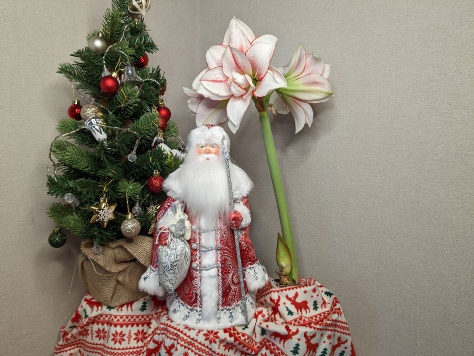 Как гиппеаструмы стали новогодней изюминкой на подоконниках