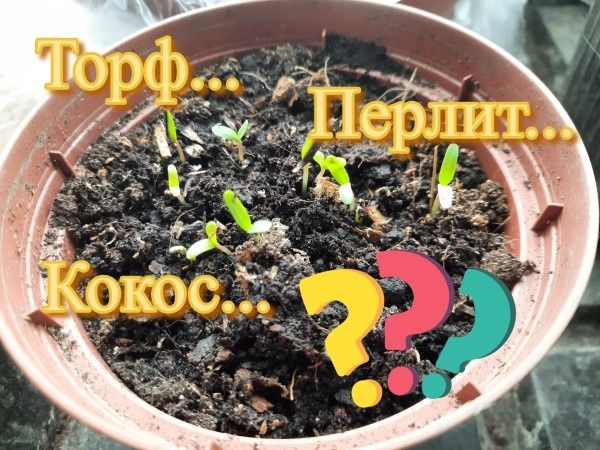 Как правильно подготовить грунт для рассады: советы и рекомендации