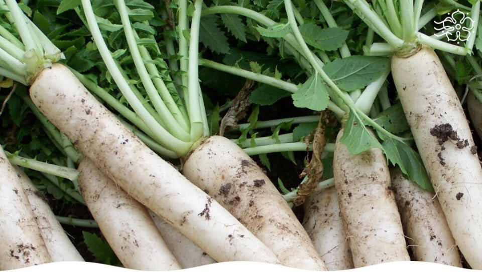 Редкие корнеплоды, которые освежат ваше меню