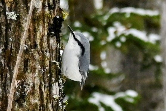 На юге Красноярского края лесные пожарные встретили распушившегося поползня