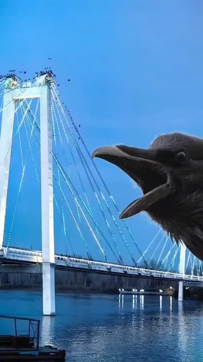 Город засыпает, просыпаются они – вороны