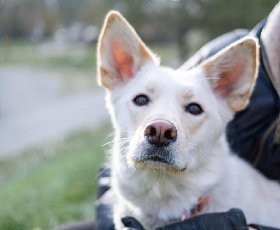 Собачка Белла потерялась и в поисках своего хозяина