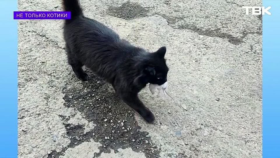 Пушистая сотрудница пожарной части кошка Маша