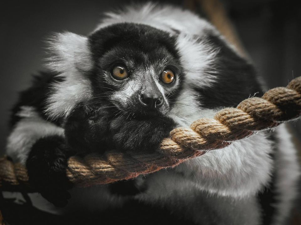 Лемуры из "Роева ручья" желают нам доброго утра! Правда, смотрят в камеру как-то с опаской