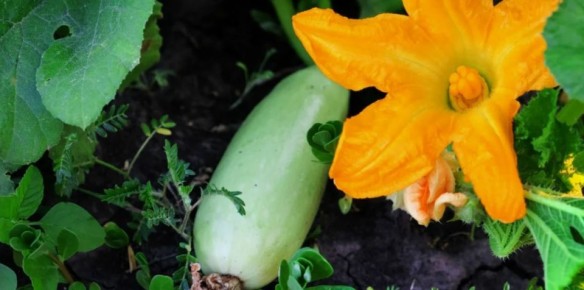 Летняя забота о кабачках: как спасти урожай с помощью органических подкормок