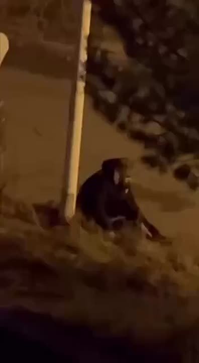 В Иркутске на улице Байкальской был задержан местный житель, который на глазах у очевидцев нанёс множество ножевых ранений собственной собаке