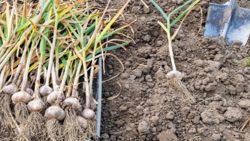 Когда убирать чеснок: секреты, чтобы сохранить урожай до весны