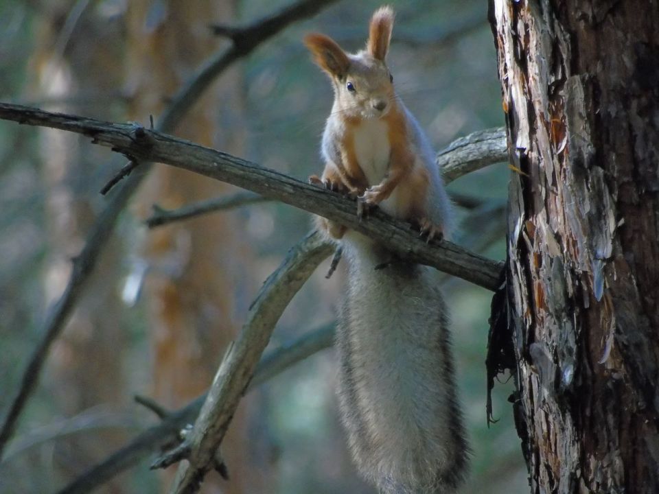 На юге Красноярского края лесные пожарные встретили векшу и телеутку На юге Красноярского края лесные пожарные встретили векшу и телеутку