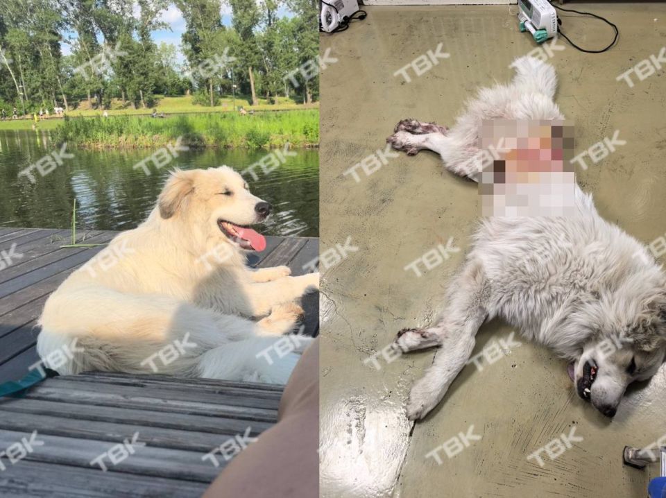 «Нанес 4 удара ножом и спокойно ушел»: красноярец напал на домашнюю собаку во время прогулки