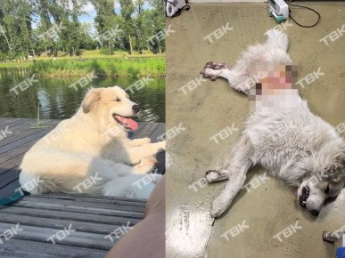 «Нанес 4 удара ножом и спокойно ушел»: красноярец напал на домашнюю собаку во время прогулки