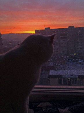 Котик любит встречать рассвет