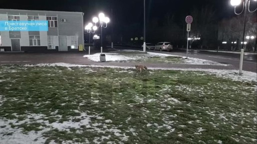 «Извините, у вас курочки не найдется? А может, поищете?»