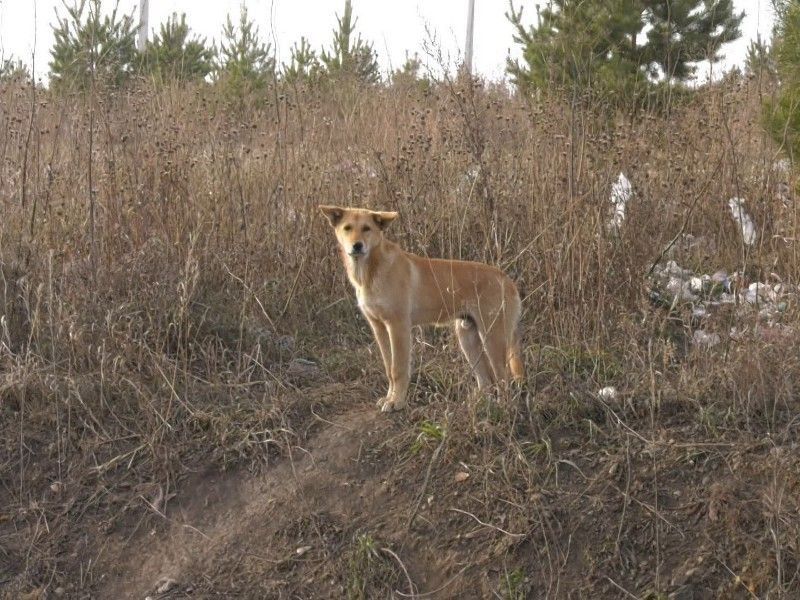 Только в Красноярске за последнюю неделю поступило более 500 жалоб на бродячих собак