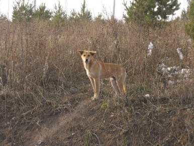 Только в Красноярске за последнюю неделю поступило более 500 жалоб на бродячих собак